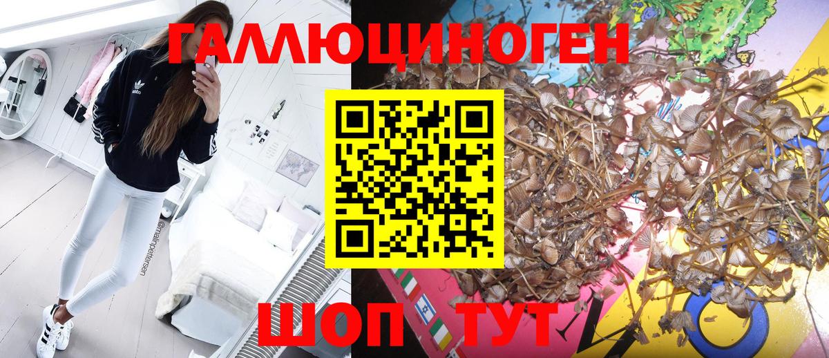 Абакан  Галлюциногенные грибы MAGIC MUSHROOMS  Вход с VPN 